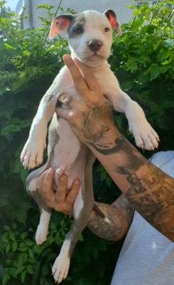 Chiots American Staffordshire Terrier - Paris Dogs, Puppies