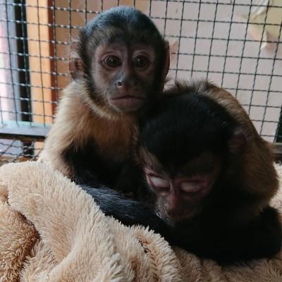  Capuchin Monkeys for Sale