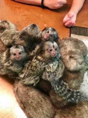 Finger Marmoset Monkeys for sale  - Dubai Other