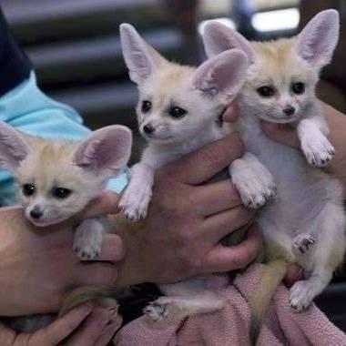 Lovable Fennec fox for sale 