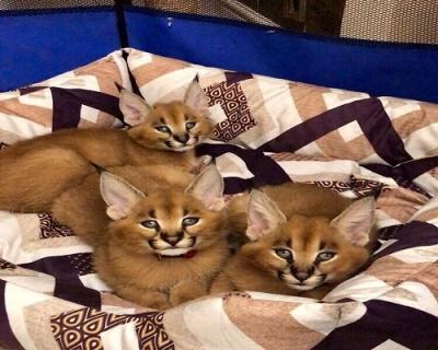 Caracal Kittens for Sale - Dubai Other