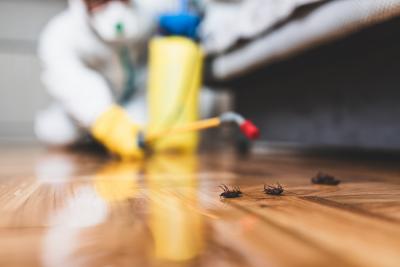 Best Pest Control Services in Melbourne