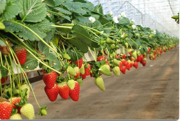 Buy OMRI-certified and renewable strawberry grow bags from RIOCOCCO - Other Home & Garden