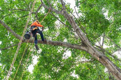 Tree Removal Services in Dandenong