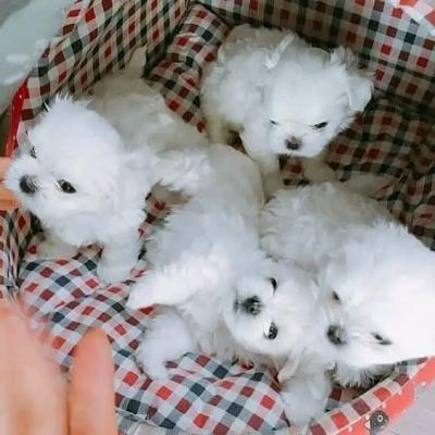 Beautiful Maltese puppies ready Whatsapp me at   +447944279298 - Berlin Dogs, Puppies