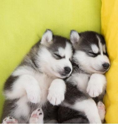Siberian husky puppies are ready to go Whatsapp me at +447944279298 - Berlin Dogs, Puppies