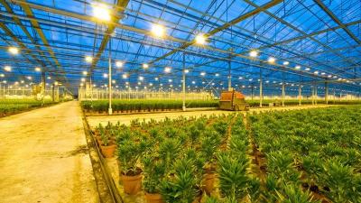 Agricultural Lighting: Illuminating the Future of Farming - Other Other