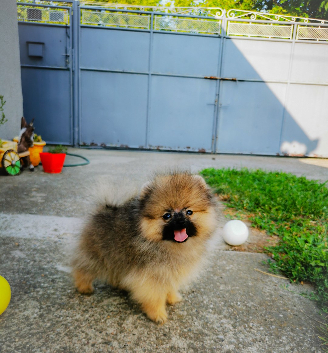 Pomeranian BOO puppies for sale - Berlin Dogs, Puppies