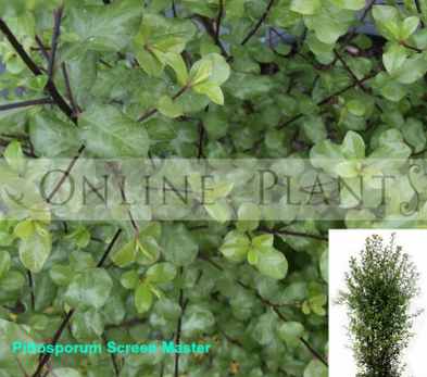 Online Plants - Melbourne Other