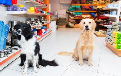 Shop Everything for Your Pet at the Best Pet Shop in Singapore
