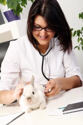 Expert Rabbit Veterinary Care - Dubai Health, Personal Trainer