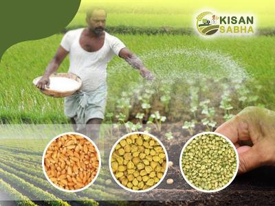 Agriculture Seeds Exporters | Agriculture Seeds Wholesalers - KisanSabha