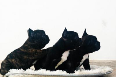 French bulldog puppies  - Vienna Dogs, Puppies
