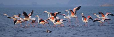 Birding In Rajasthan | Asian Adventures India - Melbourne Other