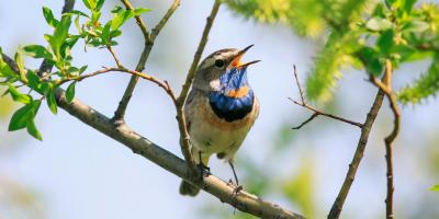 Birding In Uttarakhand | Asian Adventures India - Melbourne Other