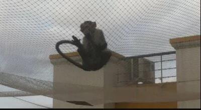 Monkey Safety Nets Bangalore - Bangalore Other
