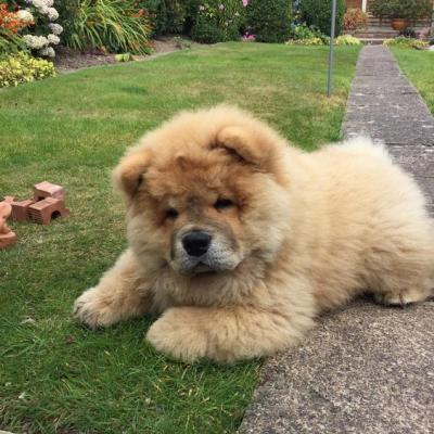 Chow Chow Puppies For Sale - Berlin Dogs, Puppies