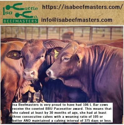 High-performance beefmaster cattle and bull for sale - Other Other