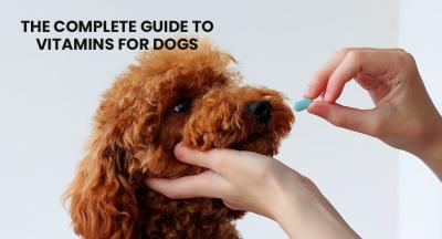 The Complete Guide To Vitamins For Dogs - New York Animal, Pet Services