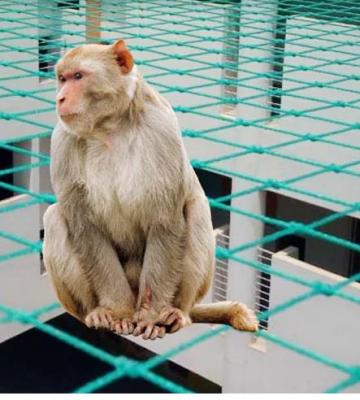 Monkey Safety nets in Bangalore - Bangalore Other
