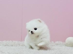 Adorable Pomeranian Puppies For Sale.safd. - Sydney Dogs, Puppies