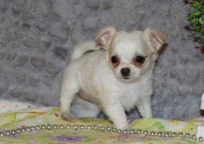 Lovely Miniature Chihuahua Puppies For Sale.Huda. - Sydney Dogs, Puppies