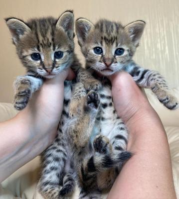 serval caracal and savannah f1 kittens - Calgary Cats, Kittens
