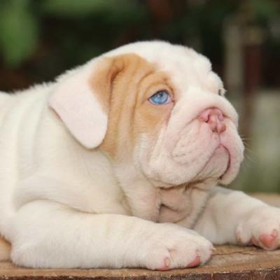  English Bulldog Puppies for Sale