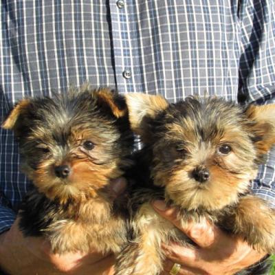   Teacup Yorkie Puppies for Sale - Kuwait Region Dogs, Puppies