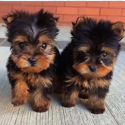   Teacup Yorkie Puppies for Sale - Kuwait Region Dogs, Puppies