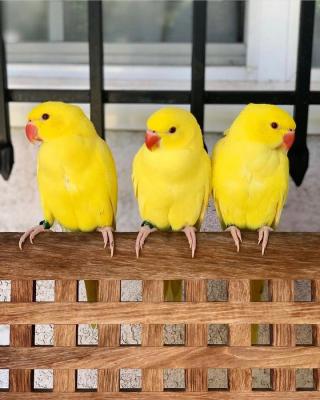 Indian Ringneck Parakeets Available - Kuwait Region Birds
