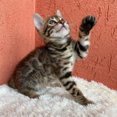 Bengal Kittens for sale - Kuwait Region Cats, Kittens