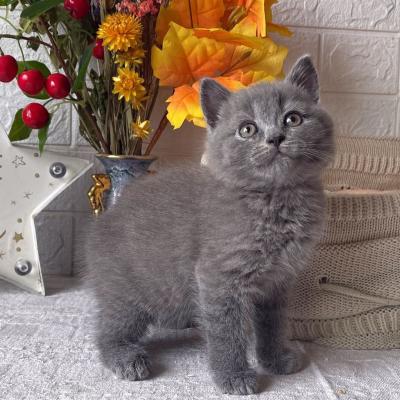  british shorthair kittens for Sale
