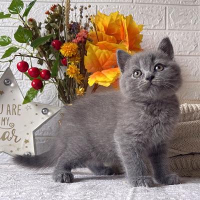  british shorthair kittens for Sale - Kuwait Region Cats, Kittens