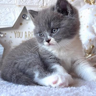  british shorthair kittens for Sale