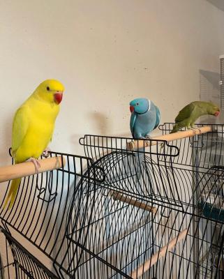  Indian Ringneck Parakeets Available - Dundee Birds