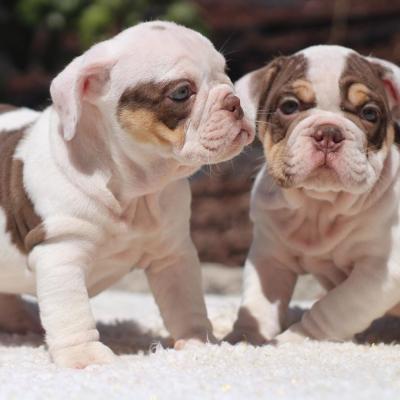    English Bulldog Puppies for Sale