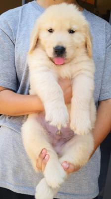   Golden Retriever Puppies fr sale - Al-Fujairah Dogs, Puppies