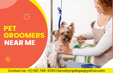 Best Dog Daycare Near me in Brooklyn  - New York Other