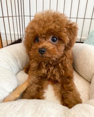   Poodle Puppies availeble