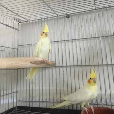  Adorable Cockatiel Male and Female Available - Kuwait Region Birds