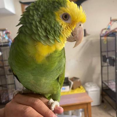  Adorable Amazon parrots Available now - Kuwait Region Birds