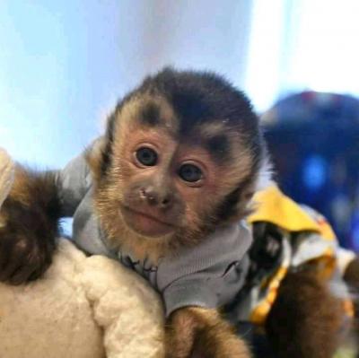  Amazing Capuchin Monkeys for Sale