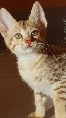 savannah kittens for re-homing - Kuwait Region Cats, Kittens