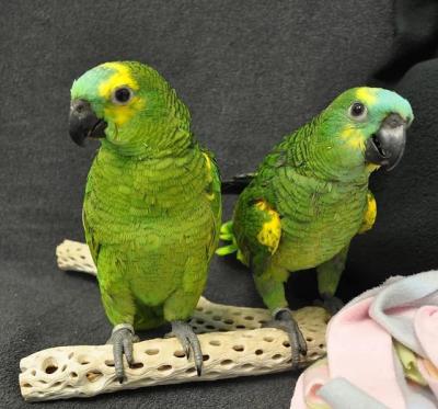  Adorable Amazon parrots Available now