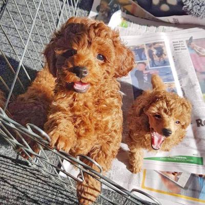  Poodle Puppies availeble