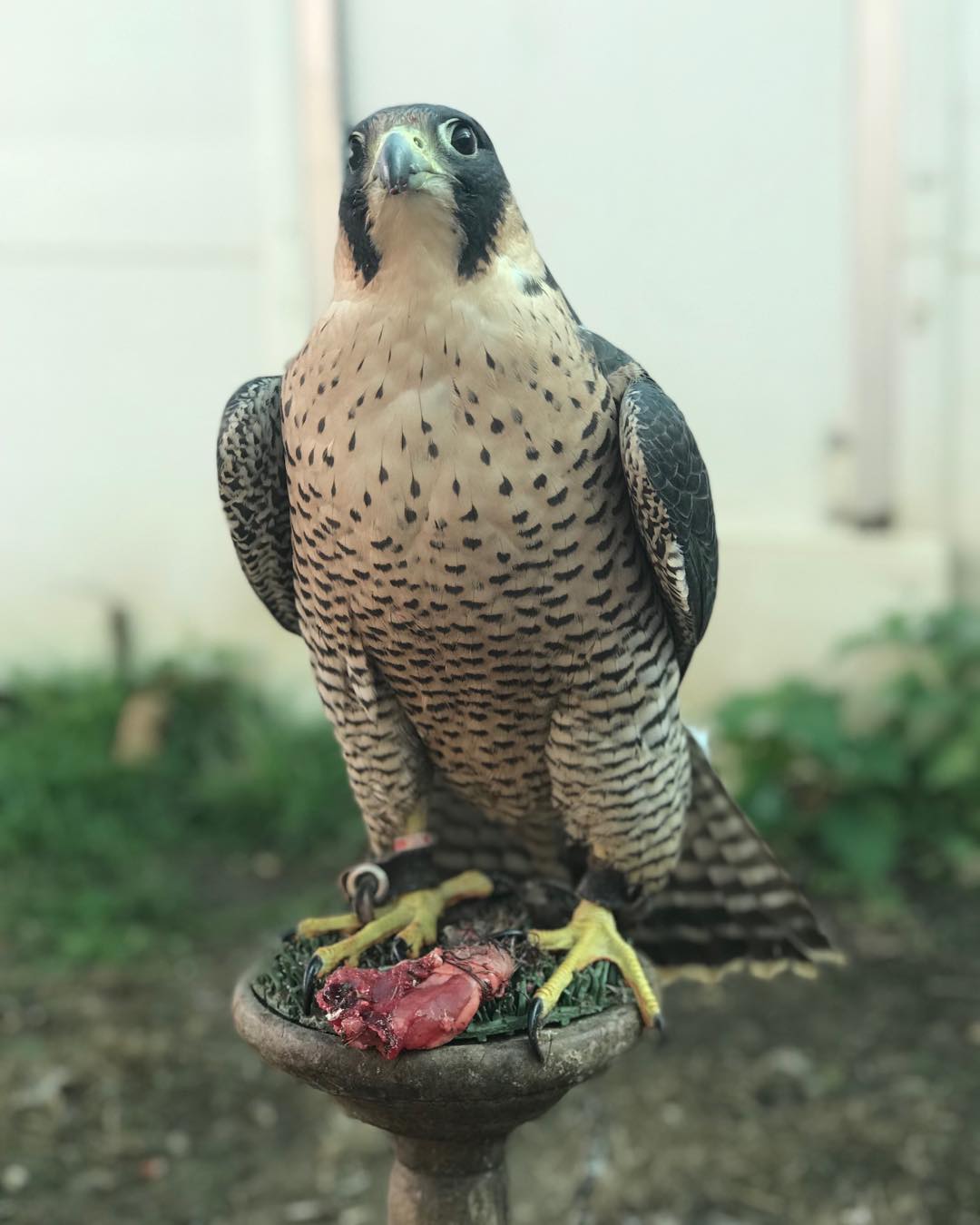  Falcons prey bird - Kuwait Region Birds
