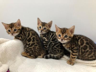 Lovely Bengal kittens for sale - Dubai Cats, Kittens