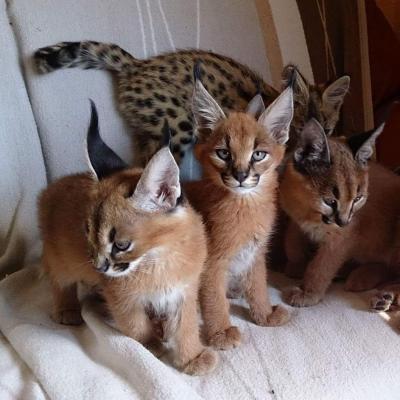 Caracal Kittens for Sale - Dubai Cats, Kittens