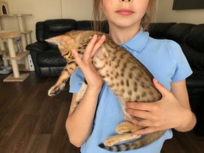  savannah kittens for re-homing               +1 (602) 492-8192 - Dubai Dogs, Puppies